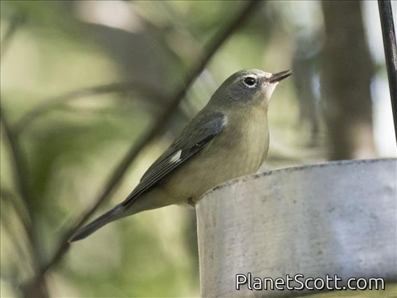Black-throated Blue Warbler (Setophaga caerulescens) - Female