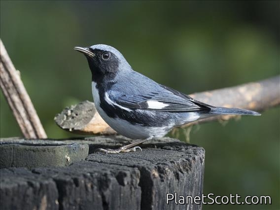 Black-throated Blue Warbler (Setophaga caerulescens) - Male