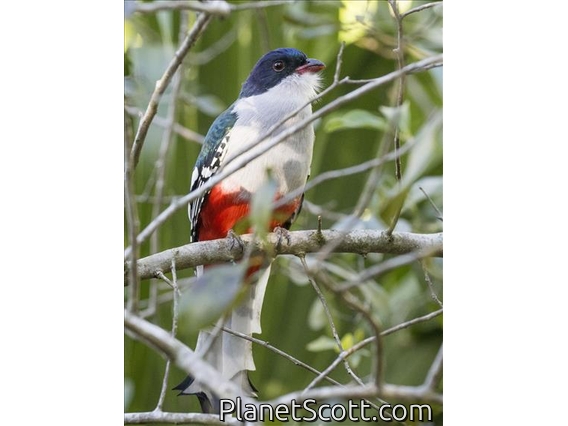 Cuban Trogon (Priotelus temnurus)