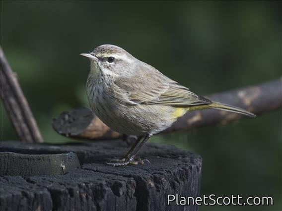 Palm Warbler (Setophaga palmarum)
