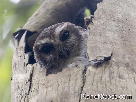 Bare-legged Owl (Margarobyas lawrencii)