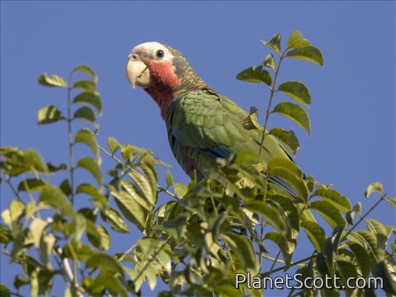 Cuban Parrot (Amazona leucocephala)