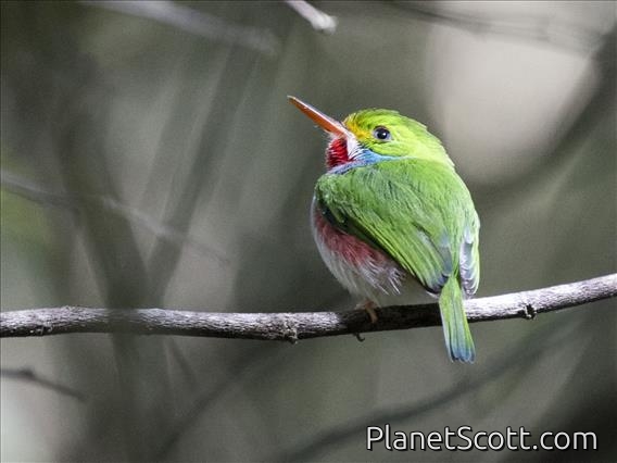 Cuban Tody (Todus multicolor)
