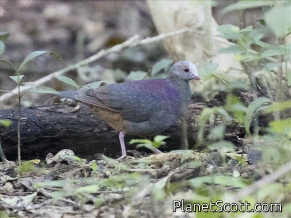 Gray-fronted Quail-Dove (Geotrygon caniceps)