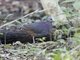 Gray-headed Quail-Dove (Geotrygon caniceps)