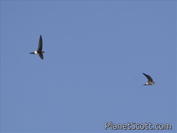 Antillean Palm-Swift (Tachornis phoenicobia)