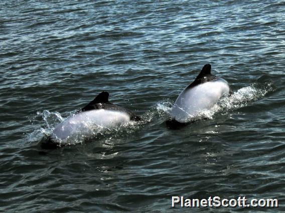 Commerson's Dolphin (Cephalorhynchus commersonii)