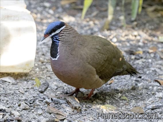 Blue-headed Quail-Dove (Starnoenas cyanocephala)