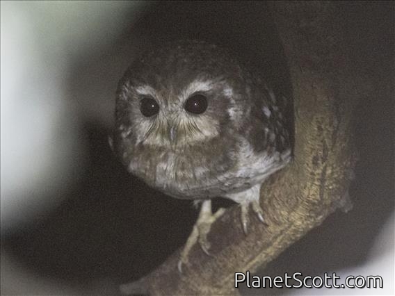 Bare-legged Owl (Margarobyas lawrencii)