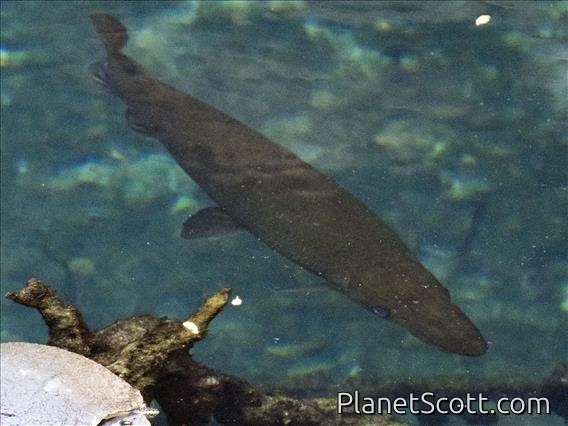 Cuban Gar (Atractosteus tristoechus)