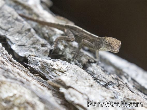 Brown Anole (Anolis sagrei)