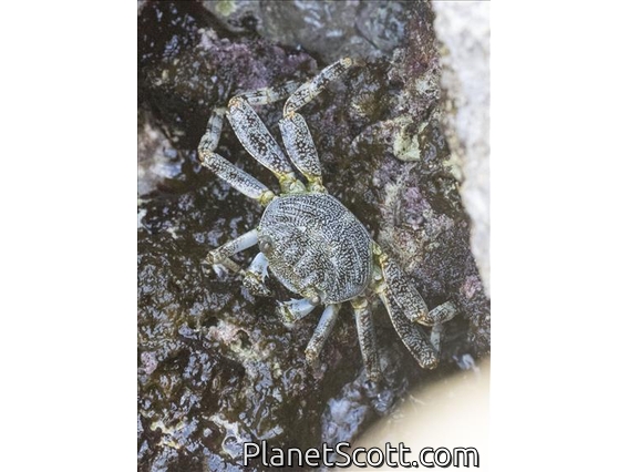 Sally Lightfoot Crab (Grapsus grapsus)