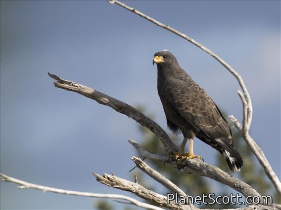 Cuban Black Hawk (Buteogallus gundlachii)