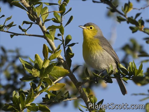 Oriente Warbler (Teretistris fornsi)