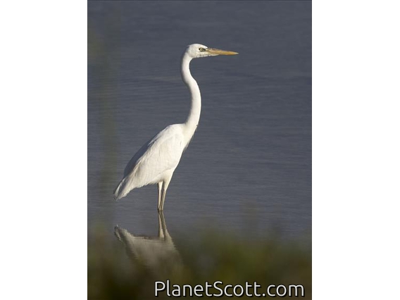Great Blue Heron (Ardea herodias) - White Morph