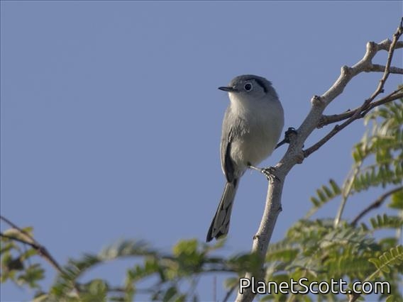 Cuban Gnatcatcher (Polioptila lembeyei)