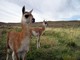 Guanacos, Cueva de los Manos