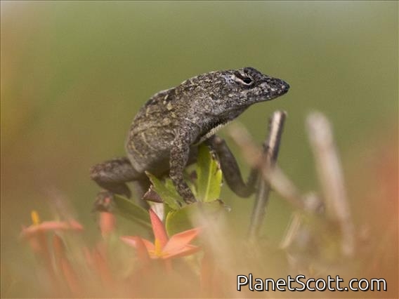 Brown Anole (Anolis sagrei)