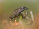 Brown Anole (Anolis sagrei)