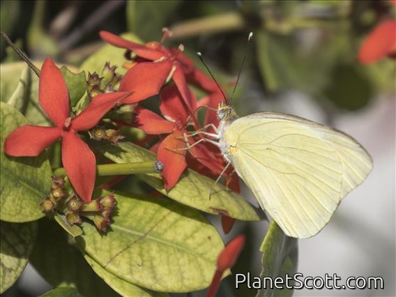 Great Southern White (Ascia monuste)