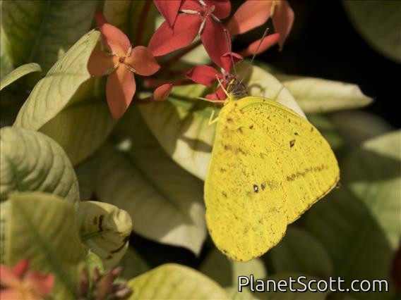 Large Orange Sulphur (Phoebis agarithe)