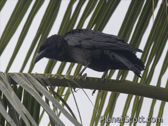 Cuban Crow (Corvus nasicus)