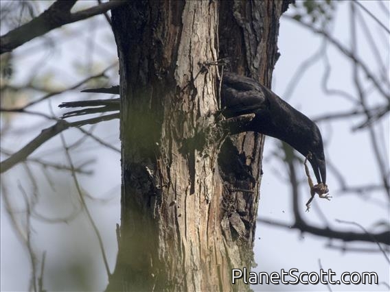 Cuban Crow (Corvus nasicus)