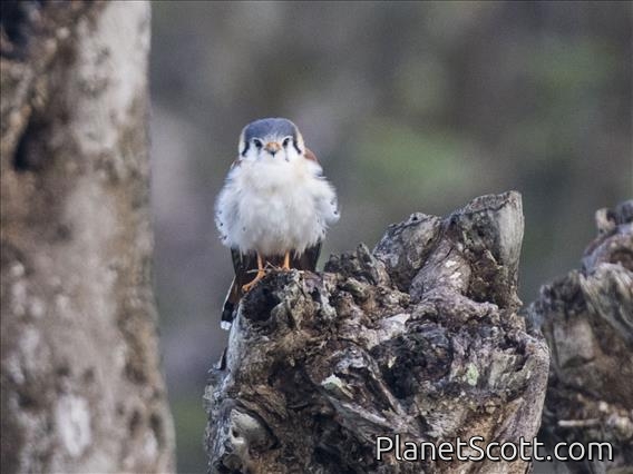 American Kestrel (Falco sparverius) - Cuban White Morph