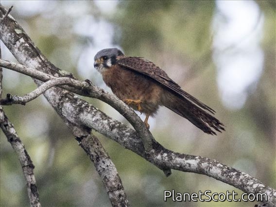 American Kestrel (Falco sparverius) - Cuban Dark Morph