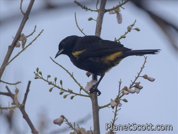 Cuban Oriole (Icterus melanopsis) - Male