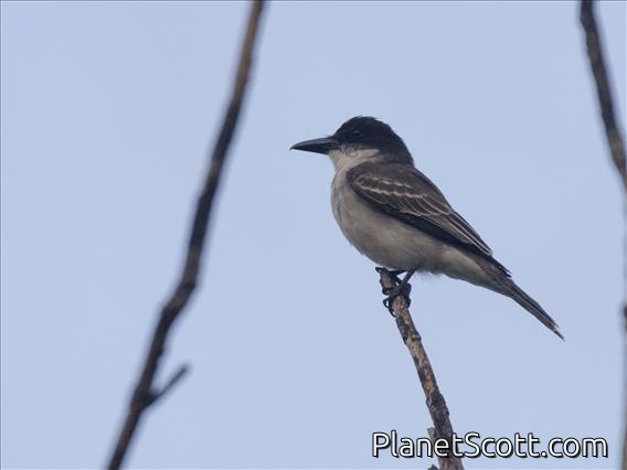 Giant Kingbird (Tyrannus cubensis)