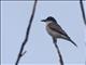 Giant Kingbird (Tyrannus cubensis)
