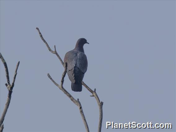 Plain Pigeon (Patagioenas inornata)