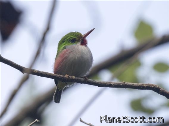 Cuban Tody (Todus multicolor)