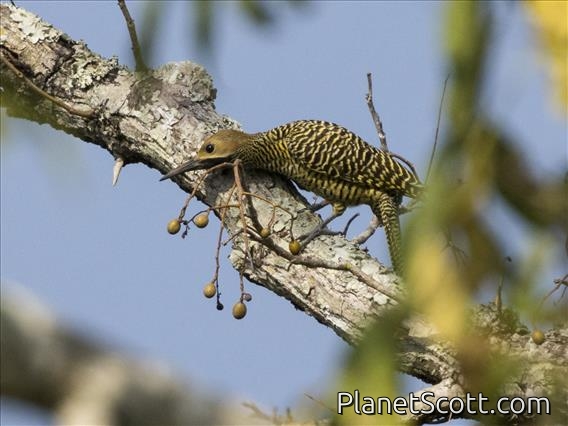 Fernandina's Flicker (Colaptes fernandinae)