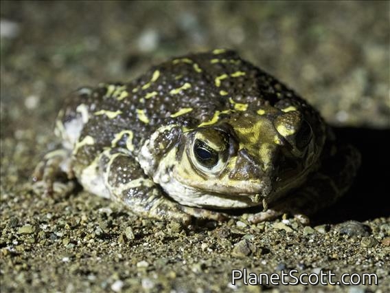 Eastern Giant Toad (Peltophryne peltocephala)