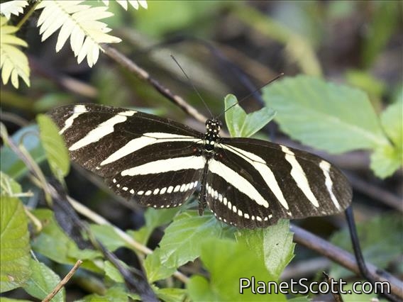 Zebra Longwing (Heliconius charithonia)