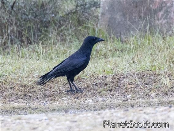 Cuban Palm-Crow (Corvus minutus)