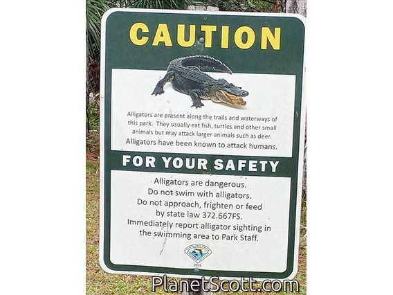 Alligators