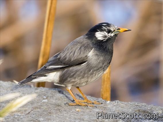 White-cheeked Starling (Spodiopsar cineraceus)