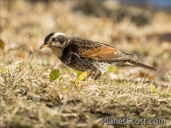 Dusky Thrush (Turdus eunomus)