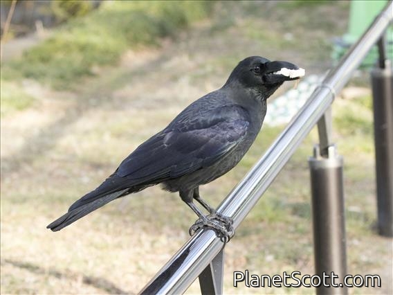Large-billed Crow (Corvus macrorhynchos)