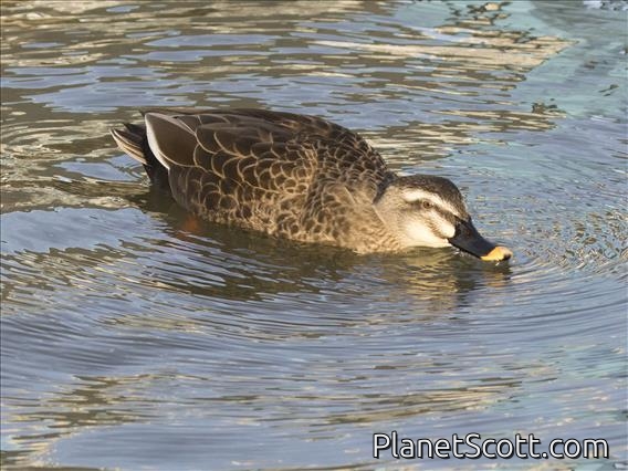 Eastern Spot-billed Duck (Anas zonorhyncha)