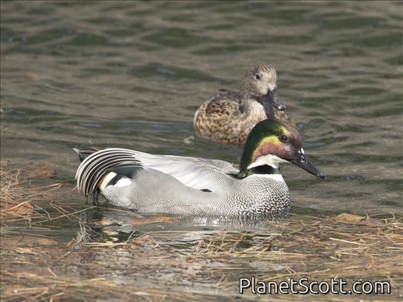 Falcated Duck (Mareca falcata)