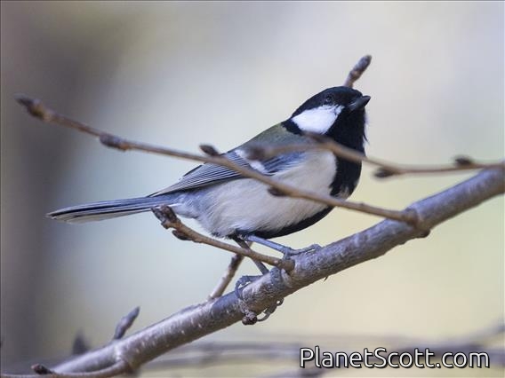 Asian Tit (Parus cinereous)