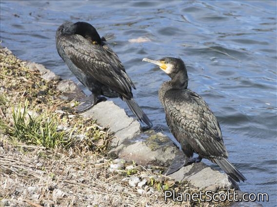 Great Cormorant (Phalacrocorax carbo)