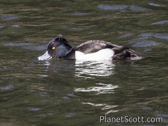 Tufted Duck (Aythya fuligula) - Male