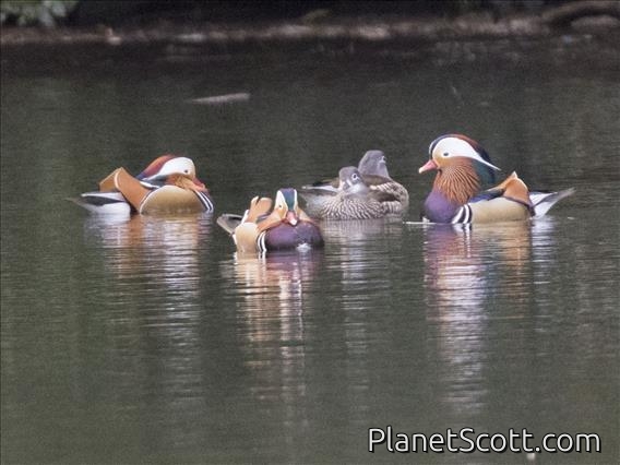 Mandarin Duck (Aix galericulata)