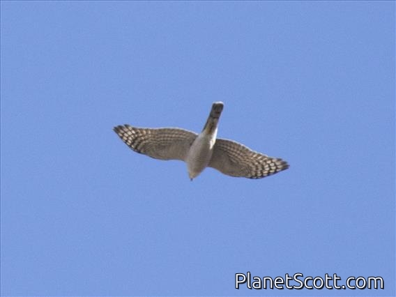 Eurasian Sparrowhawk (Accipiter nisus)