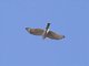 Eurasian Sparrowhawk (Accipiter nisus)